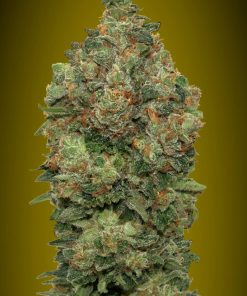 Auto critical soma advanced seeds