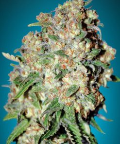 Critical 100% advanced seeds