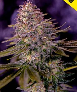 American purple auto positronics