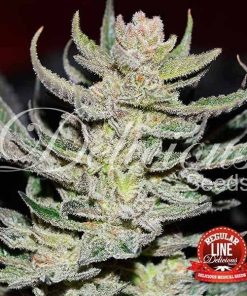 Desconocida kush regular delicious