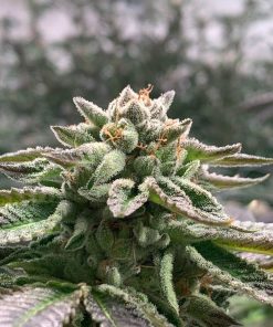 Alternative view of Klementine auto r-kiem seeds