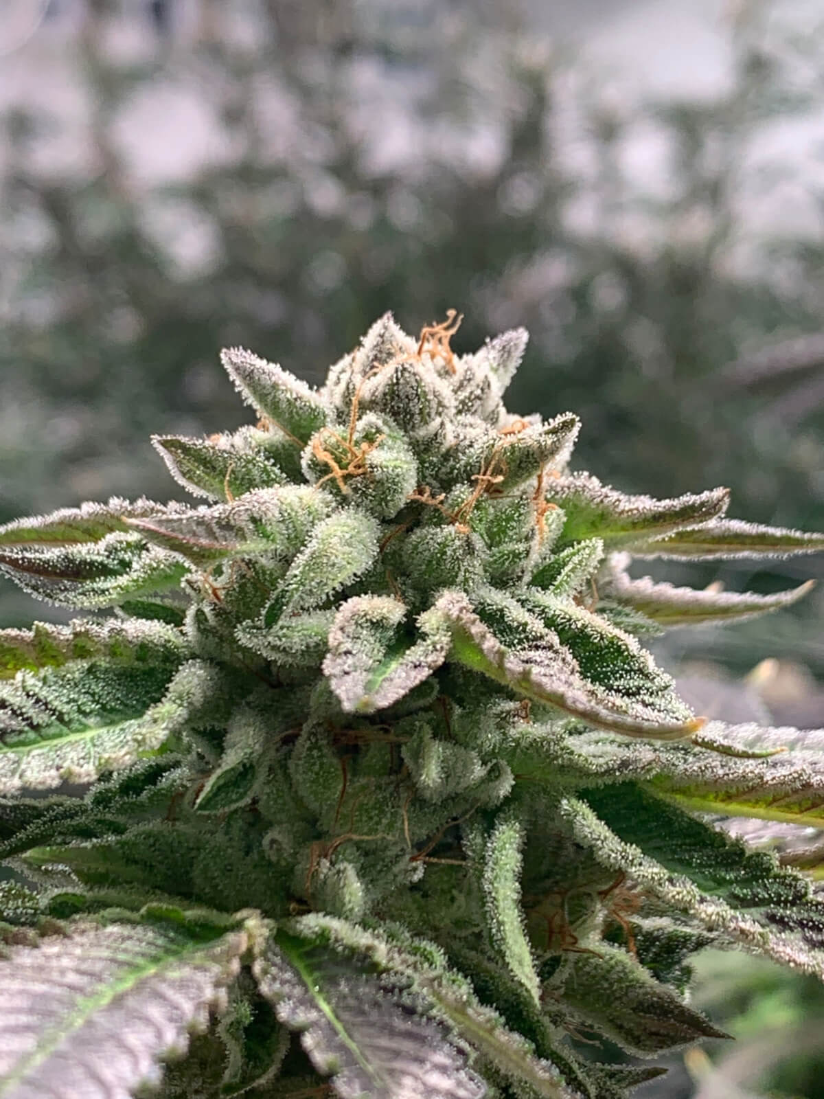 Klementine auto r-kiem seeds - Imagen 2