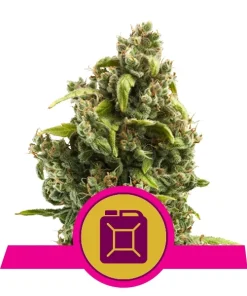 Alternative view of Sour diesel 100% royal queen seeds