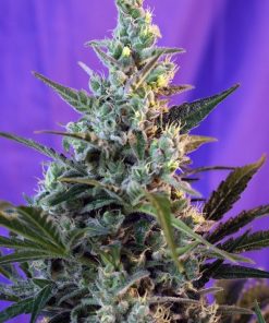 Sweet skunk f1 fast version  sweet seeds